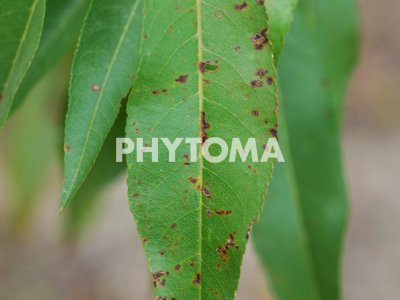 Xanthomonas arborícola pv. pruni